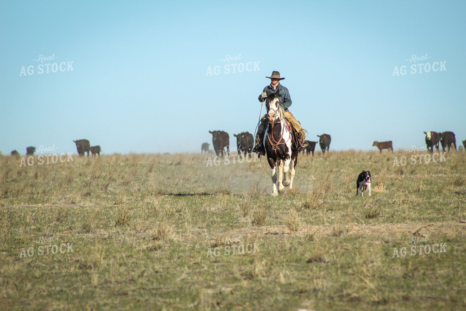 Male Rancher on Horse with Cattle 78003