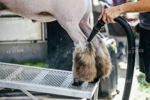 Prepping for Sheep Show 90150