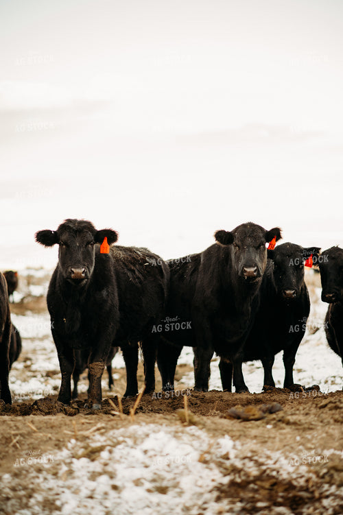 Cattle in Snowy Pasture 54038