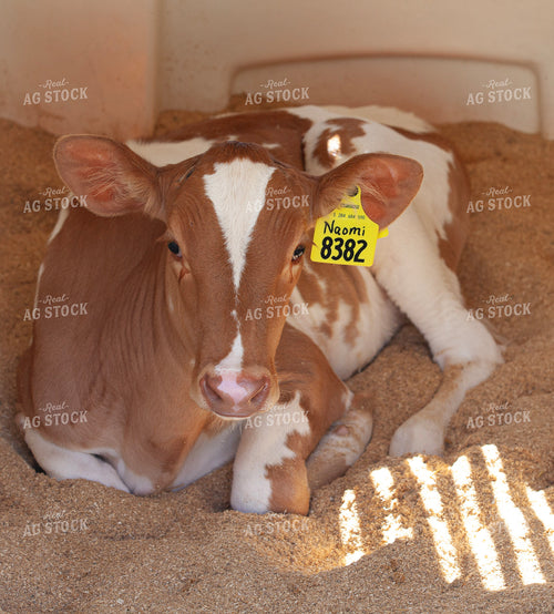 Holstein Calf on Dairy 132151
