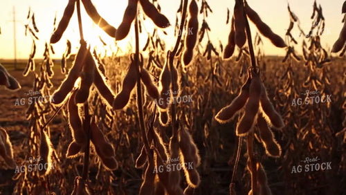 Soybean Video - Dry Soybean Sunflare Pan 2496