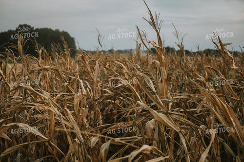Dry Corn Field 5275