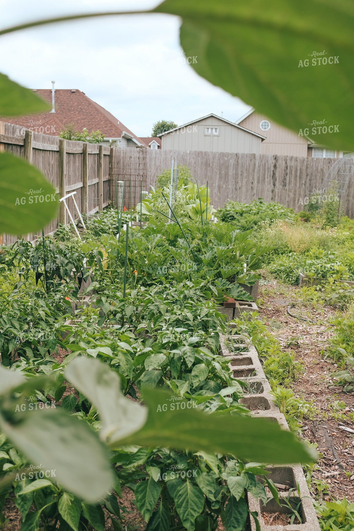 Backyard Gardening 162044