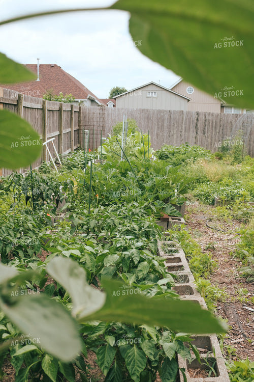 Backyard Gardening 162044