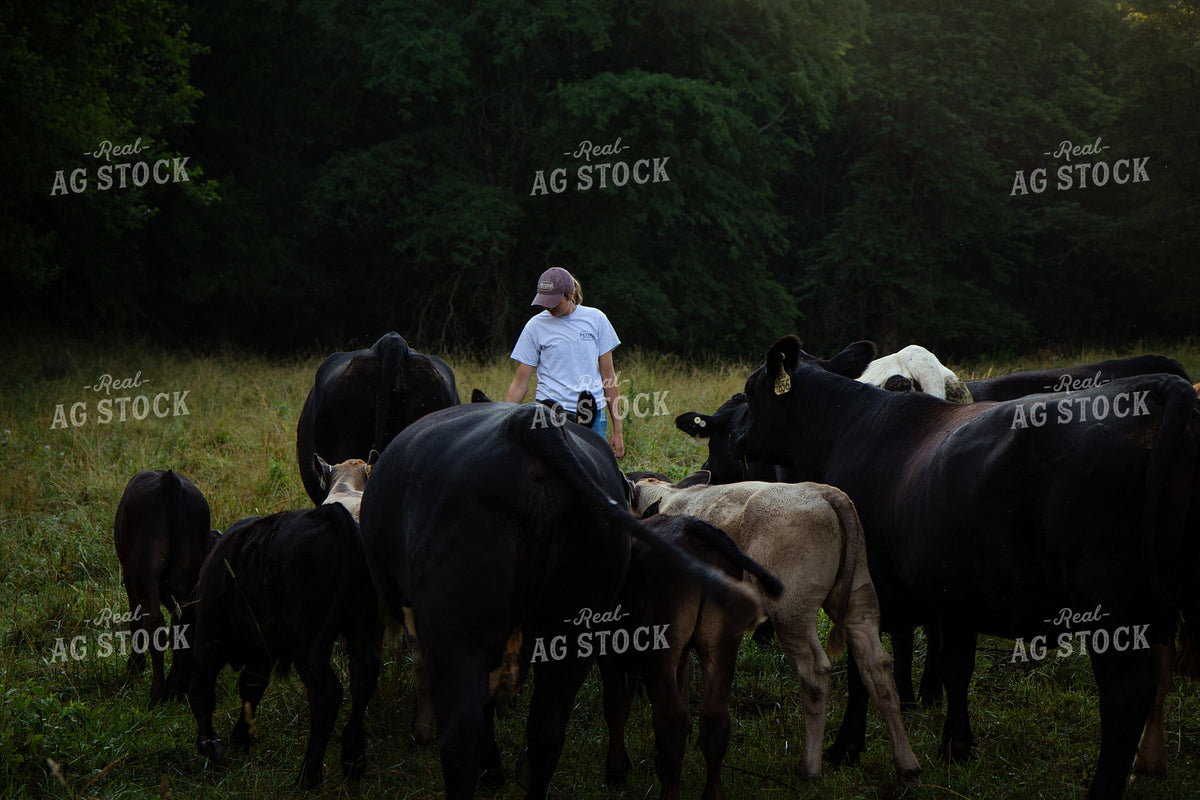 Cattle Producer Checking Herd on Pasture 268409