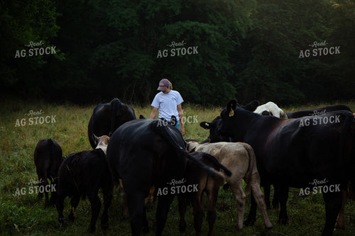 Cattle Producer Checking Herd on Pasture 268409