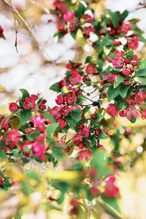 Spring Blooms 53078