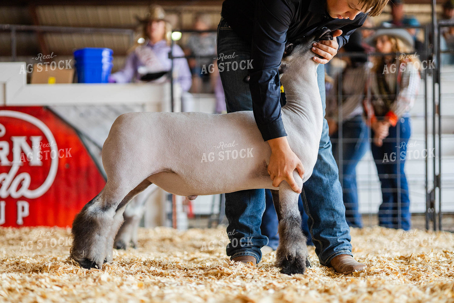 Sheep at Livestock Show 97182