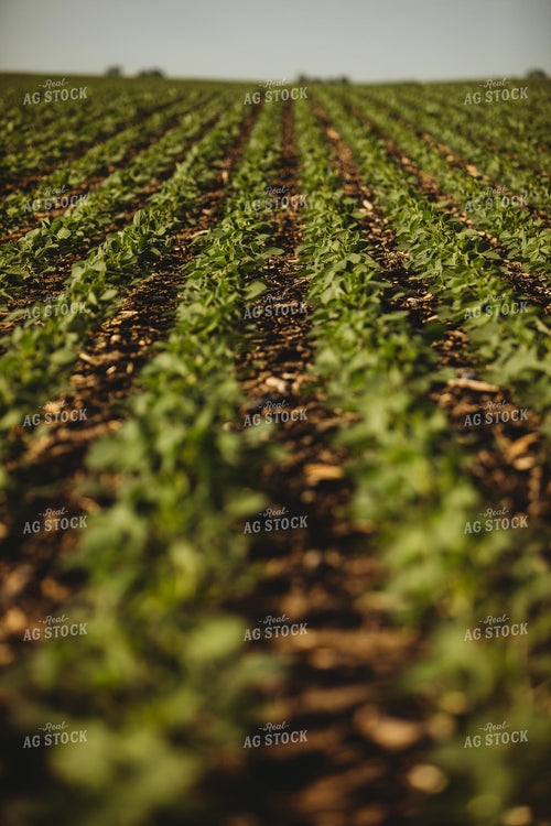 Rows of Green Soybeans 4344