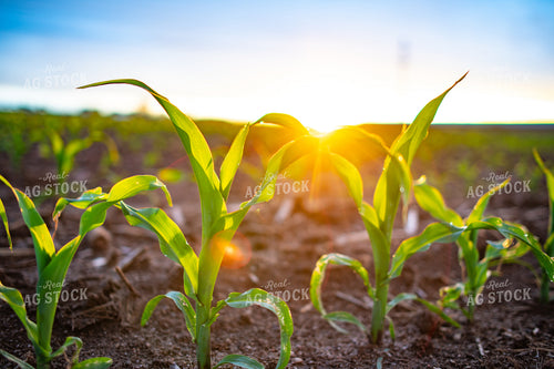 Early Growth Corn at Sunrise 56689