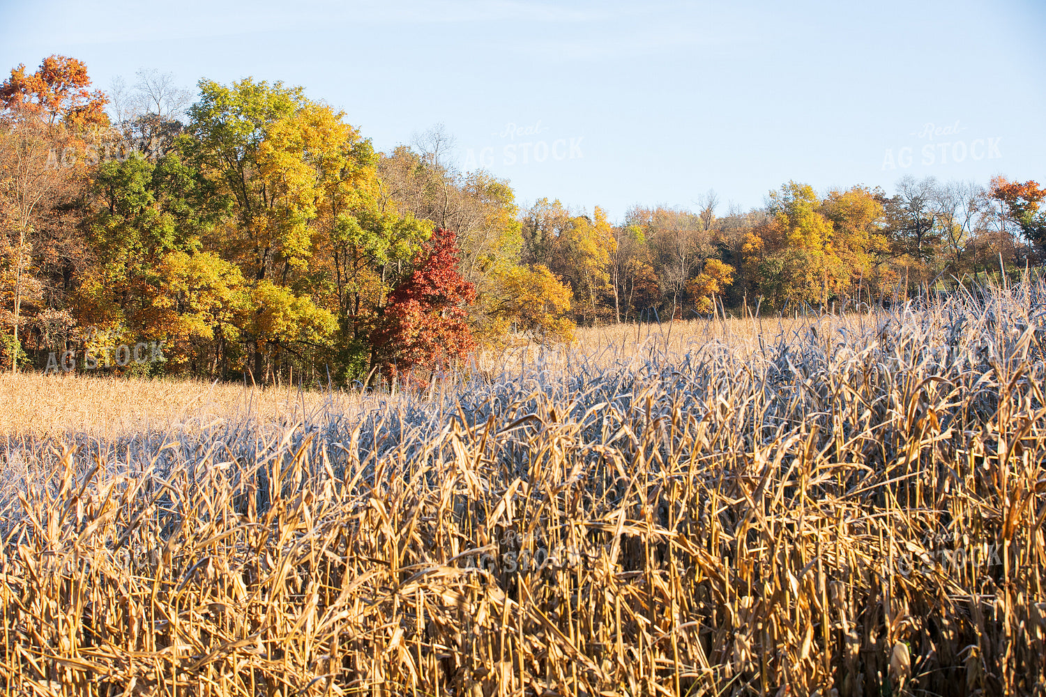 Dried Corn Field 145098