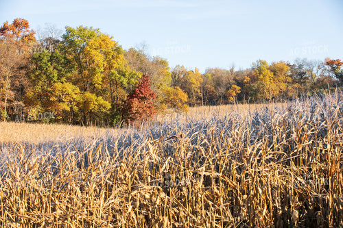 Dried Corn Field 145098