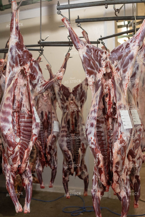 Lamb Carcass 72159