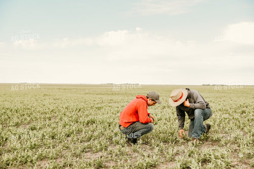 Farmers Walking in Hay Field 64128