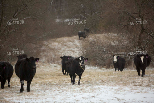 Cattle 1629