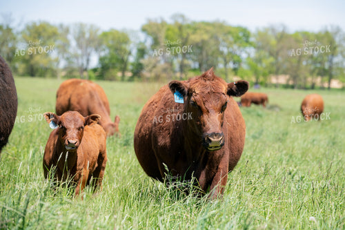Red Angus Cow Calf Pairs on Pasture 193105
