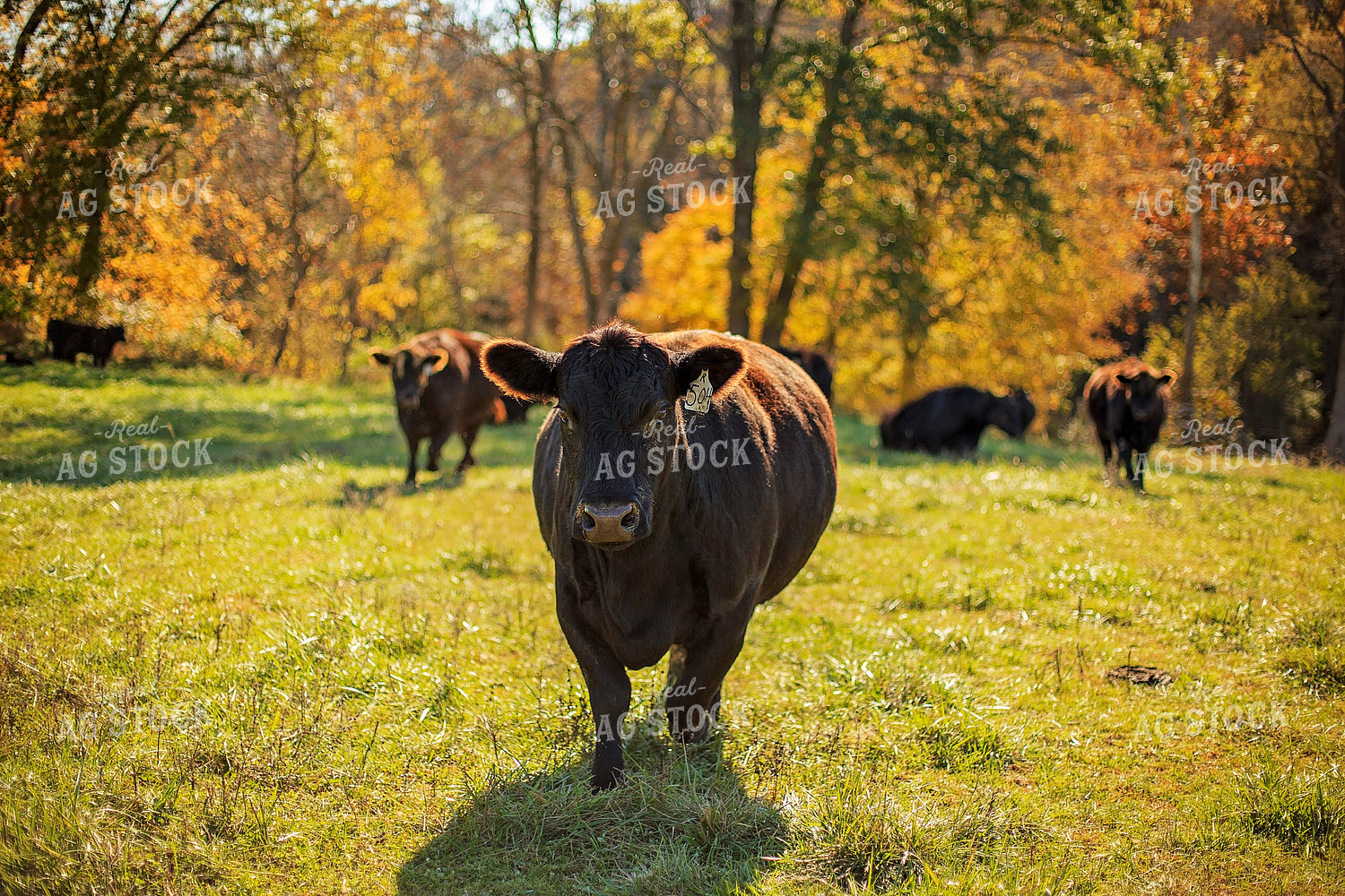 Angus Cattle in Pasture 93051