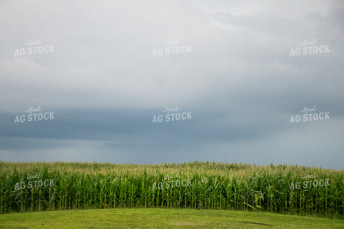 Storm Over a Corn Field 25282
