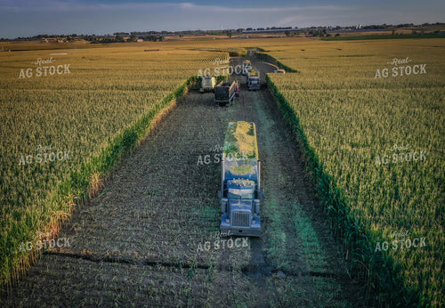 Silage Harvest Drone 56241