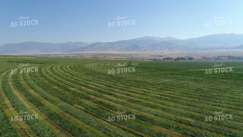 Cutting Alfalfa Field 51052