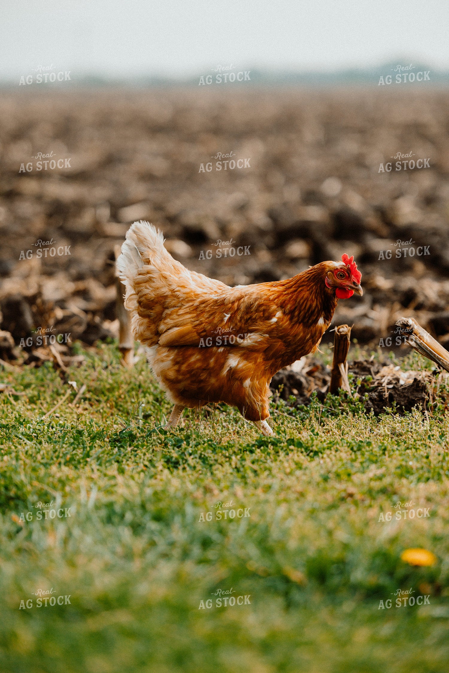 Pullet Laying Chicken 104063