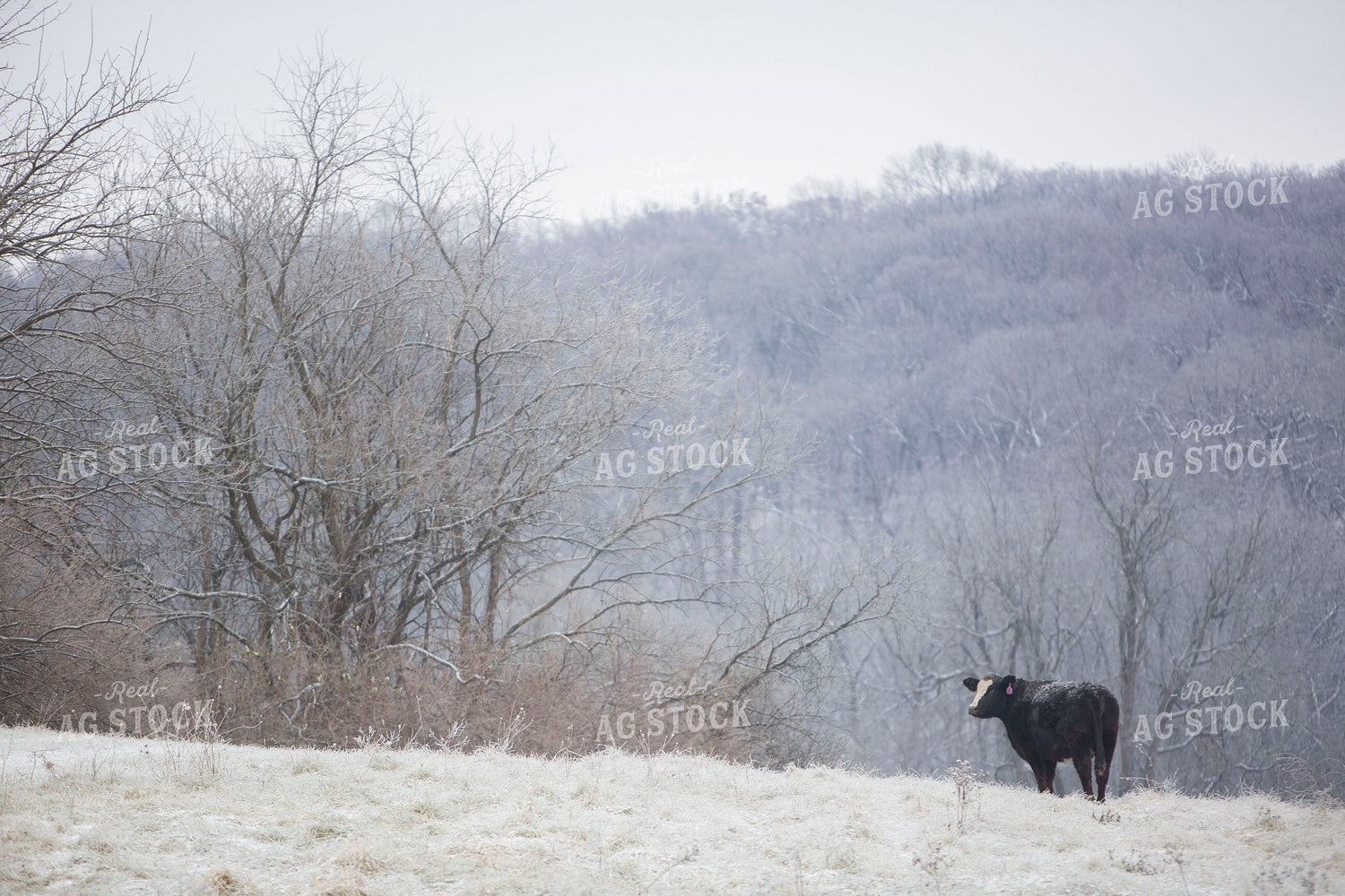 Cattle 1656