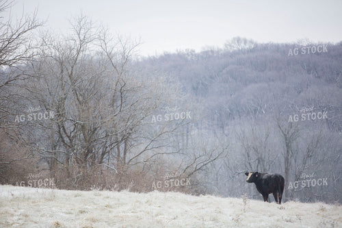 Cattle 1656