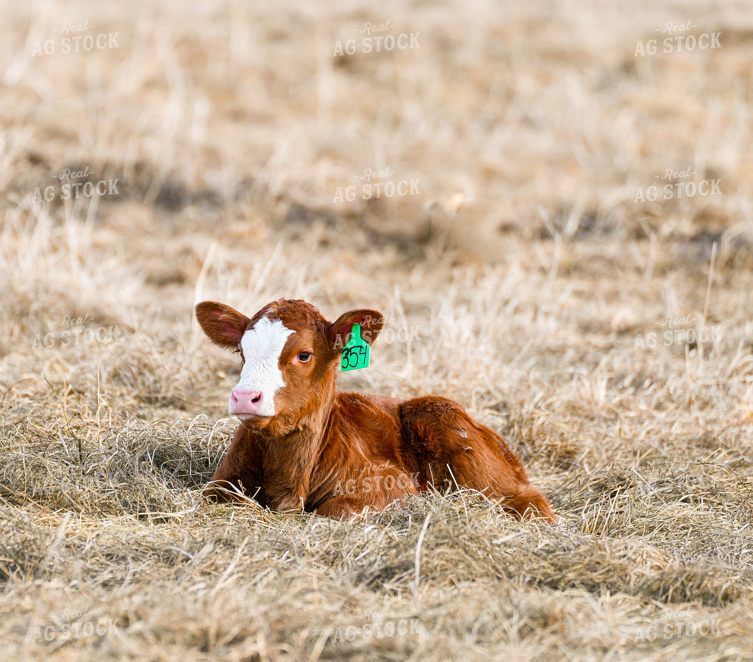 Hereford Calf 293006