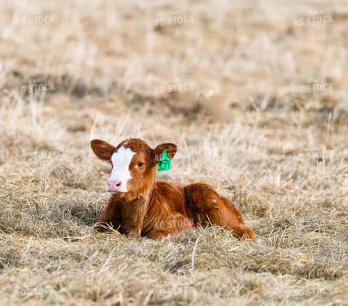 Hereford Calf 293006