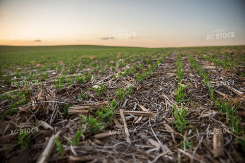 Rows of Peas 76157