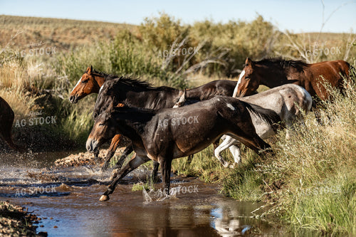 Horses Crossing Creek 188048