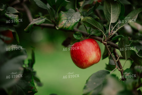 Apple on Tree 137113