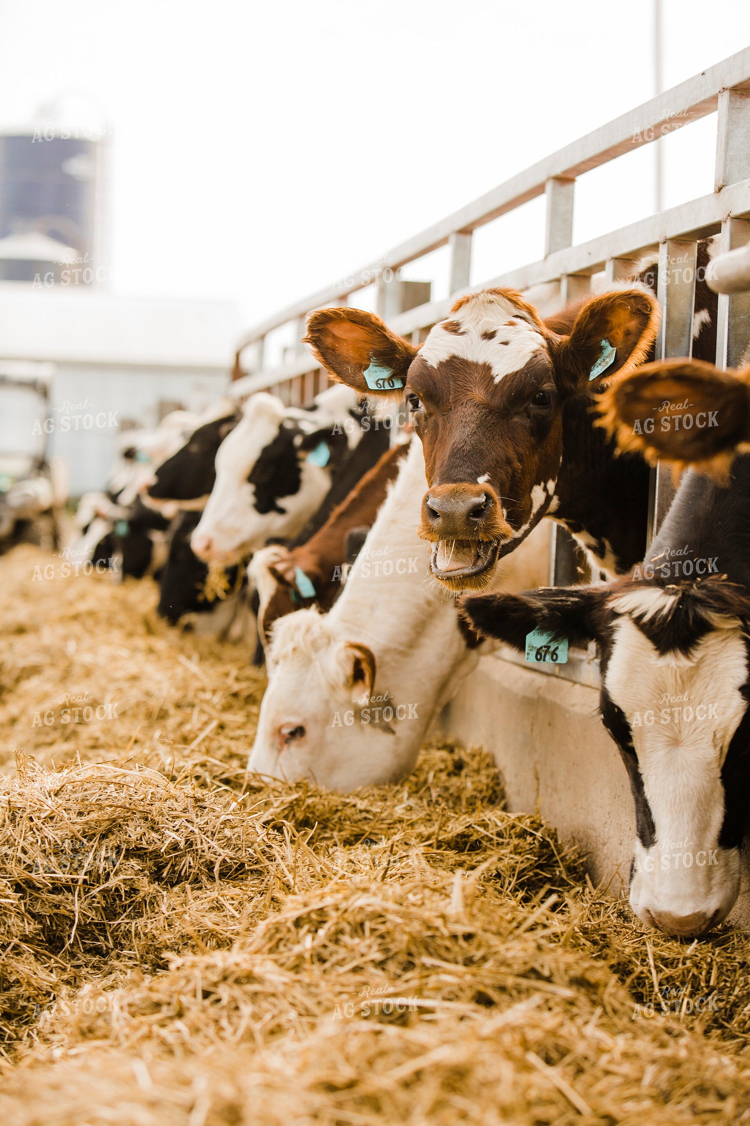 Dairy 2715