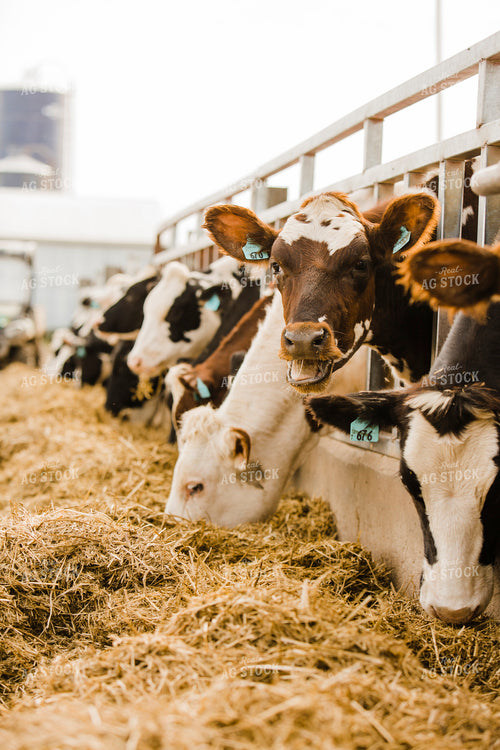 Dairy 2715