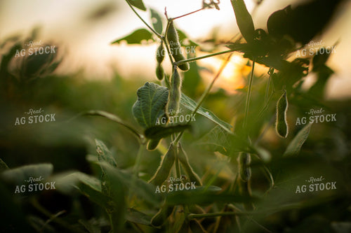 Soybeans - Mid-Season 2367