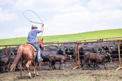 Rancher Roping Cattle 214203