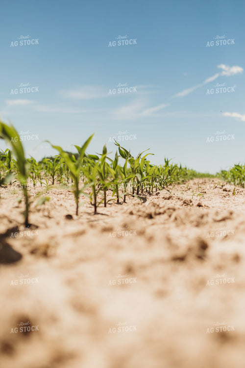 V3 Corn in Light Soil 5772