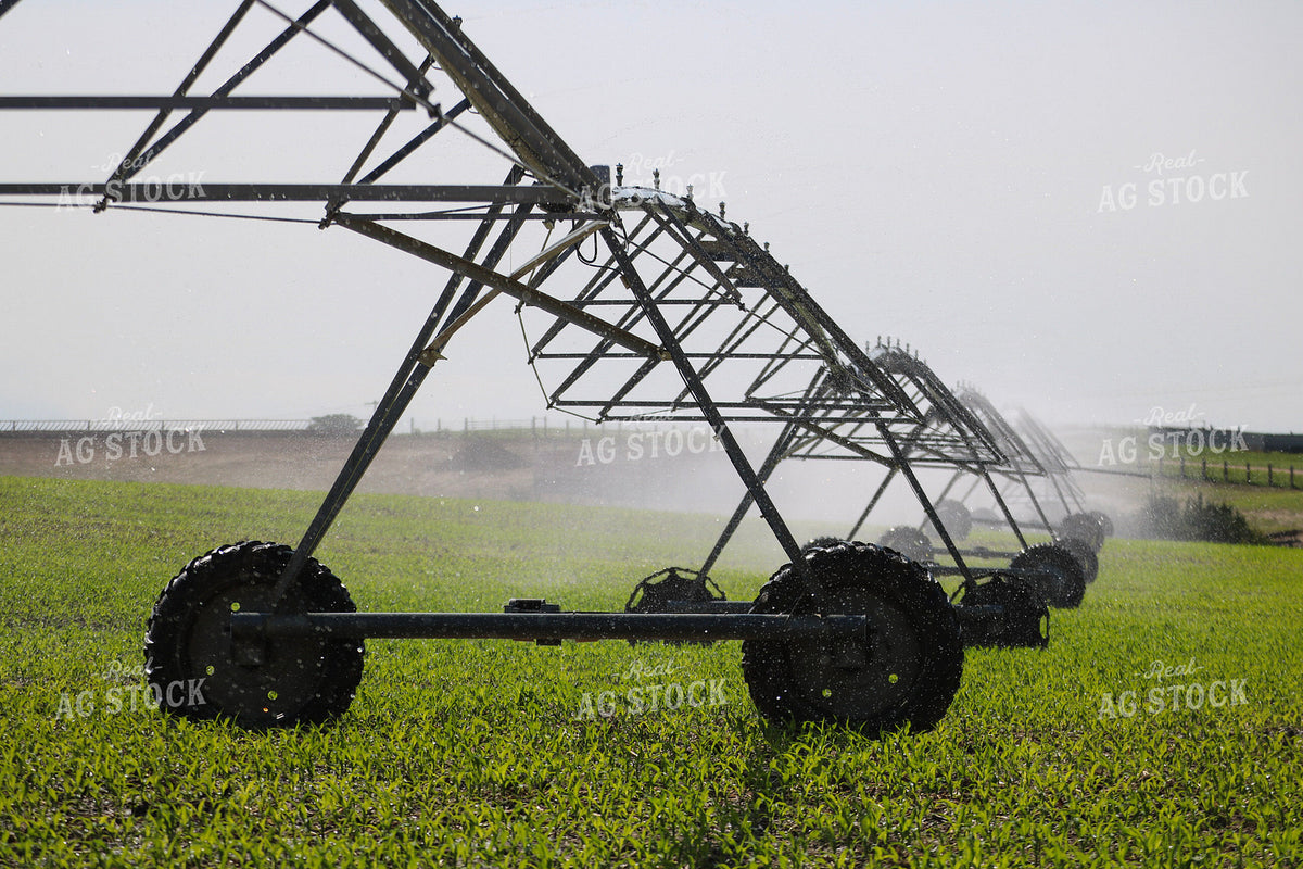 Irrigating Early Growth Corn 82523