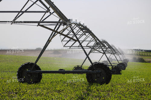 Irrigating Early Growth Corn 82523