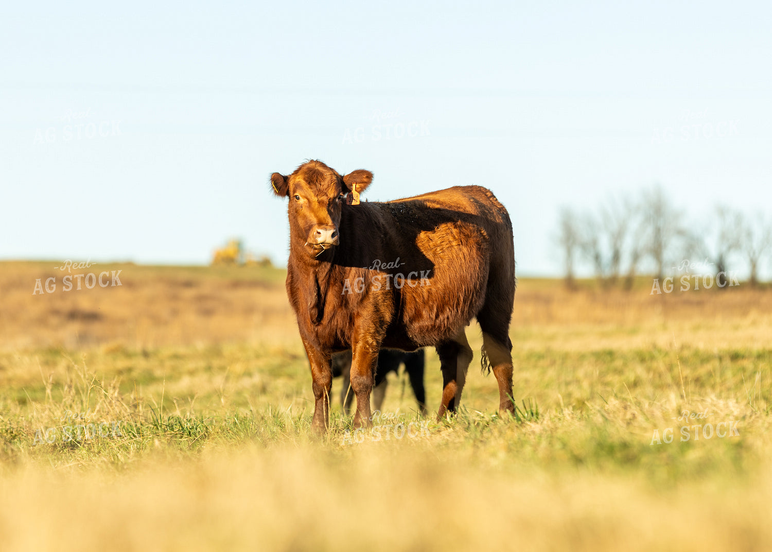 Red Angus Cow Calf Pair on Pasture 264077