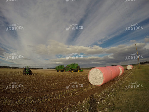 Cotton Harvest 149008