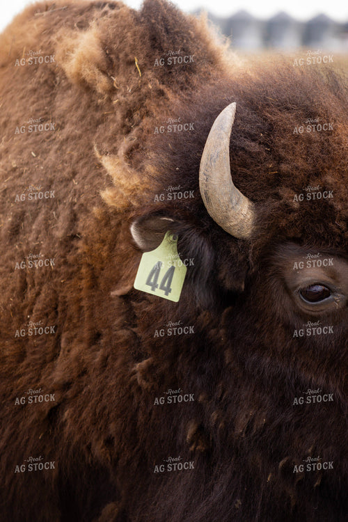Bison 187141