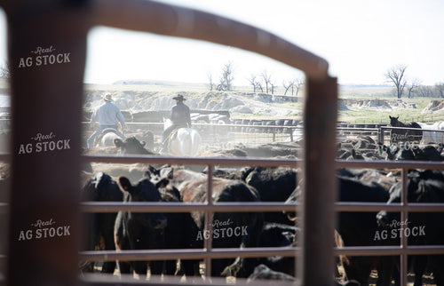 Working Cattle 117304