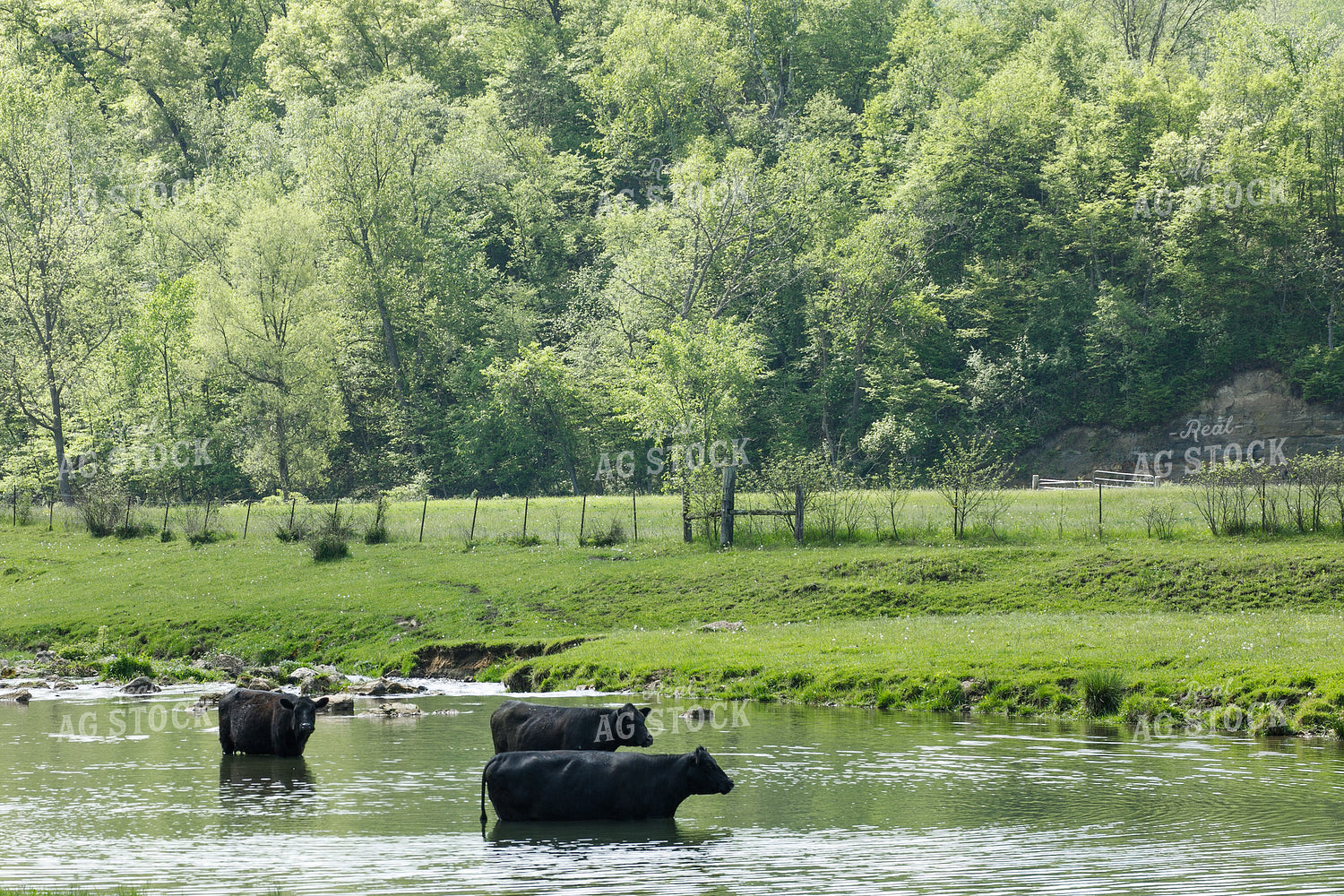 Angus Cattle 145085