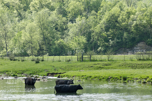 Angus Cattle 145085