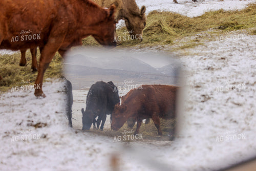 Cattle in Mirror 200028