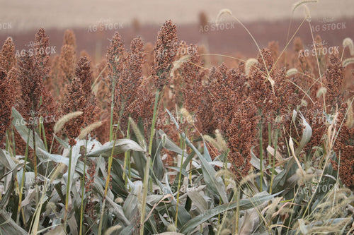 Field of Sorghum 102001