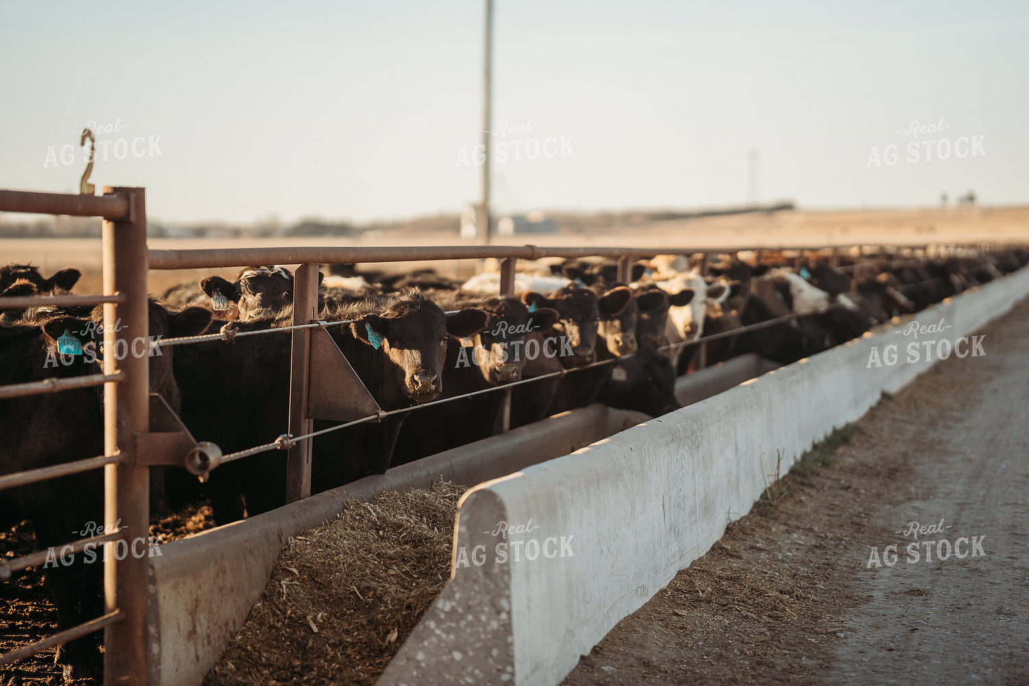 Cattle Eating from Feed Bunk 196203