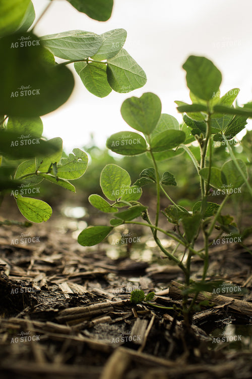 Wet R1 Soybean Field After Rain 6282