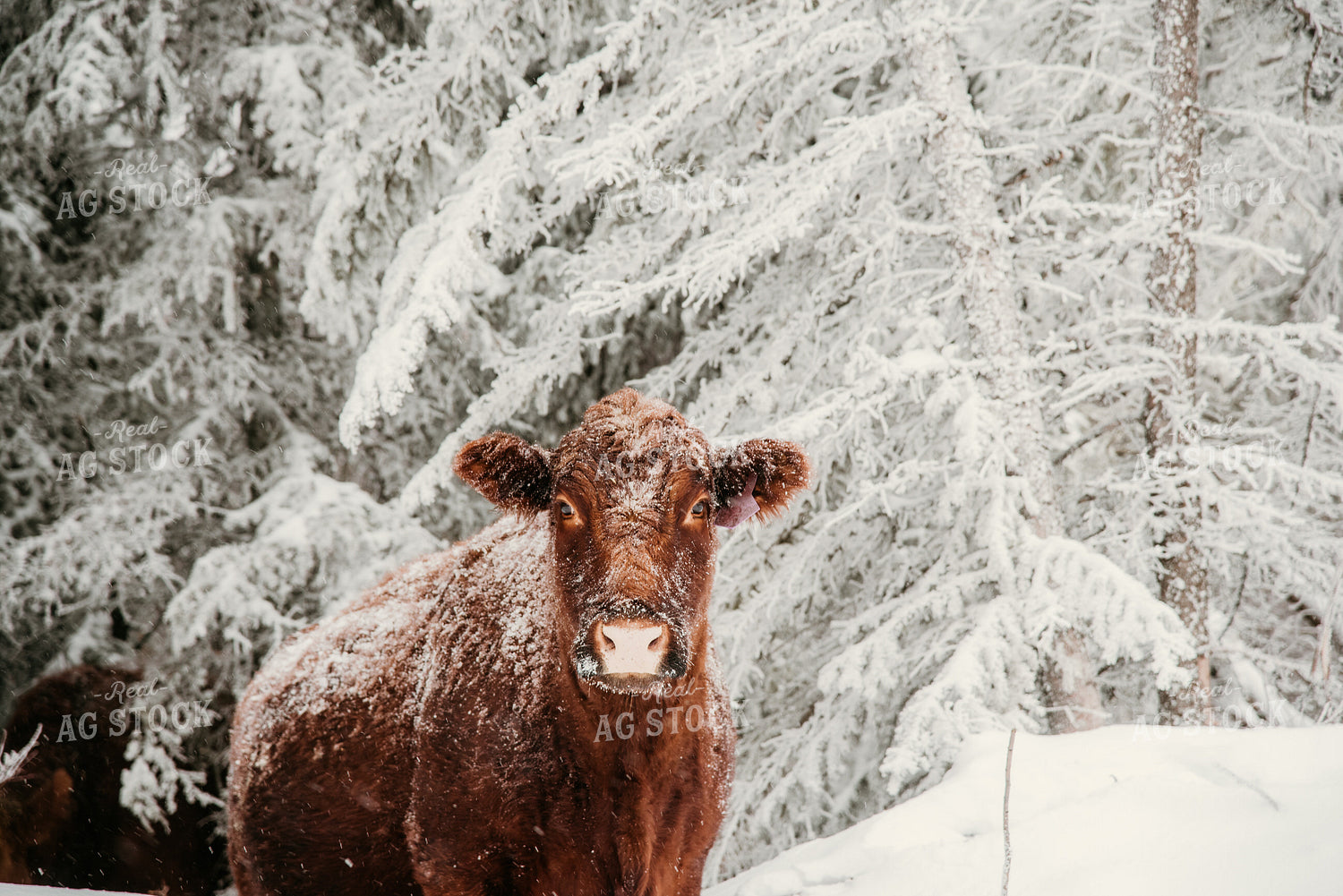 Red Angus Cow in Snowy Pasture 64321